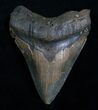 Nicely Shaped Inch Megalodon Tooth #4976-1